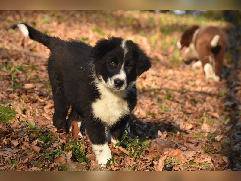 Border collies FCI