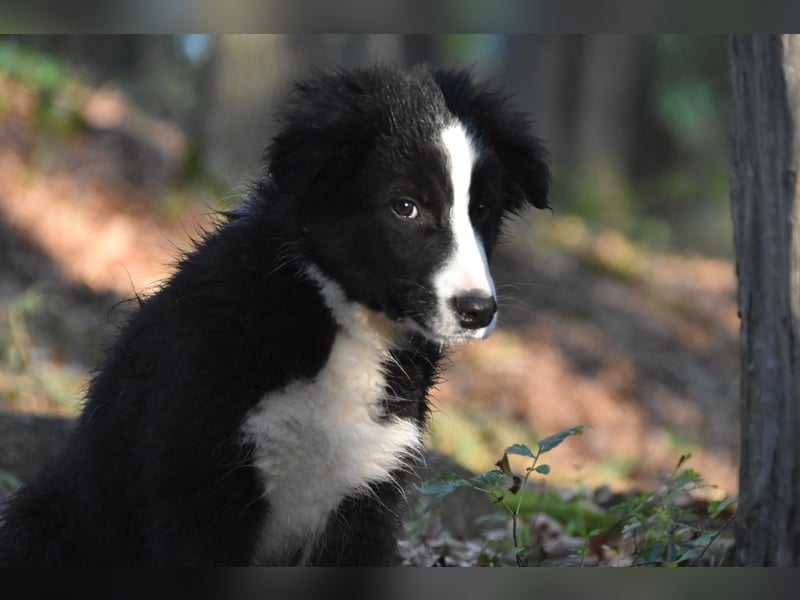 Border collies FCI