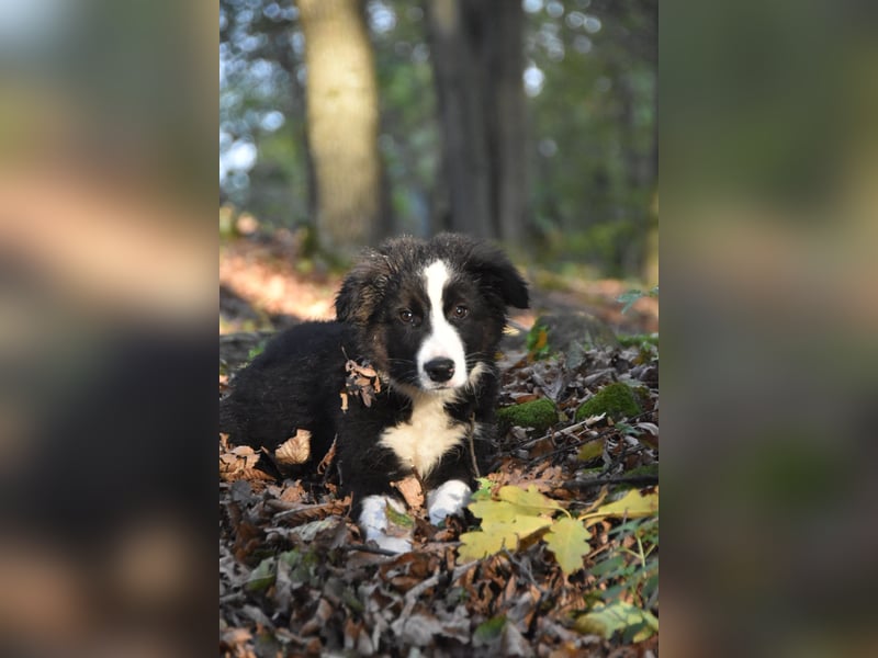 Border collies FCI