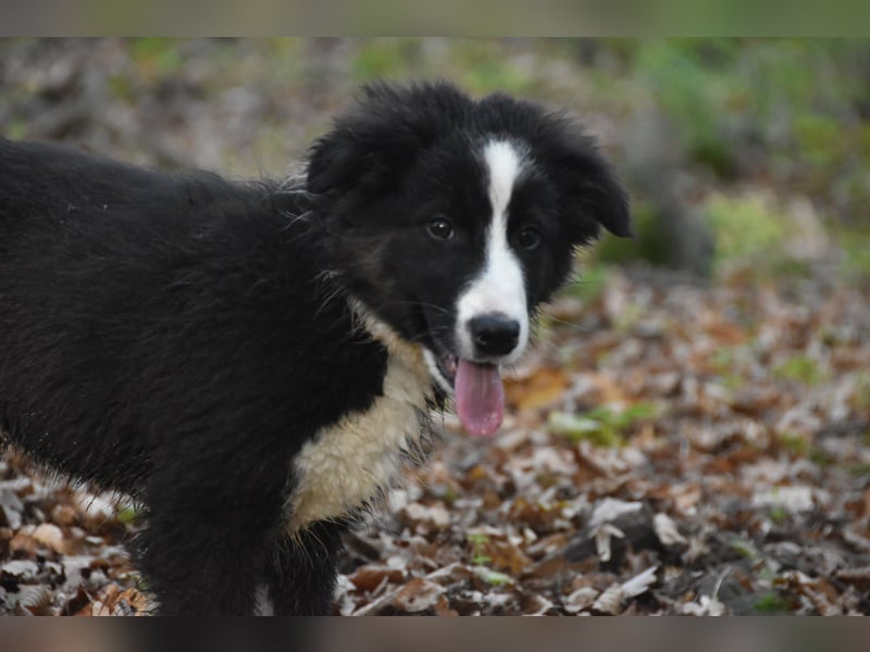 Border collies FCI