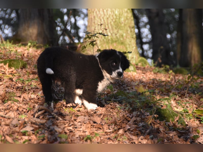 Border collies FCI