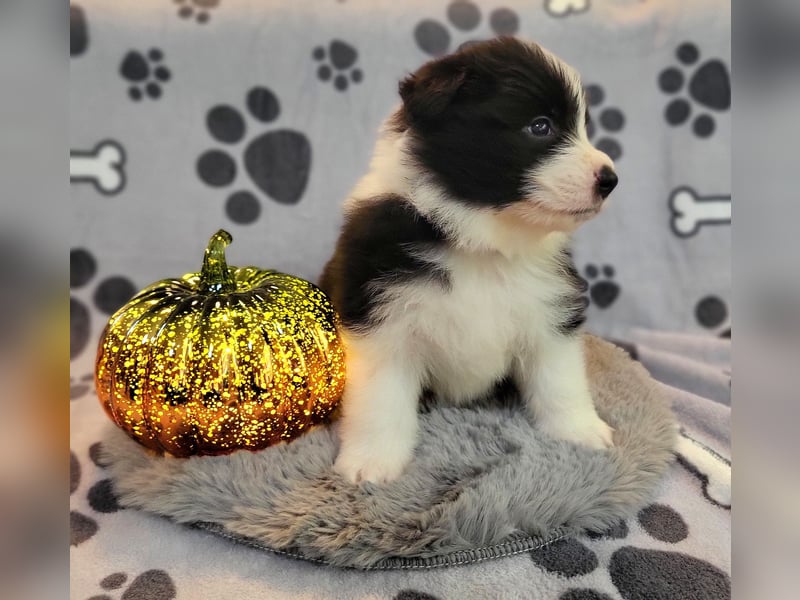 Border Collie Welpe, Rüde aus Showline