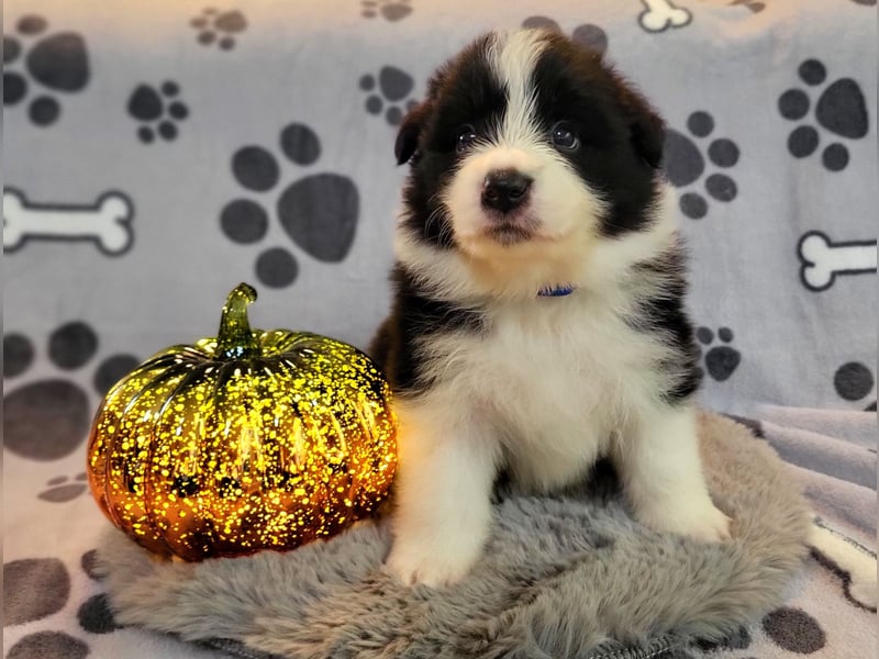 Border Collie Welpe, Rüde aus Showline