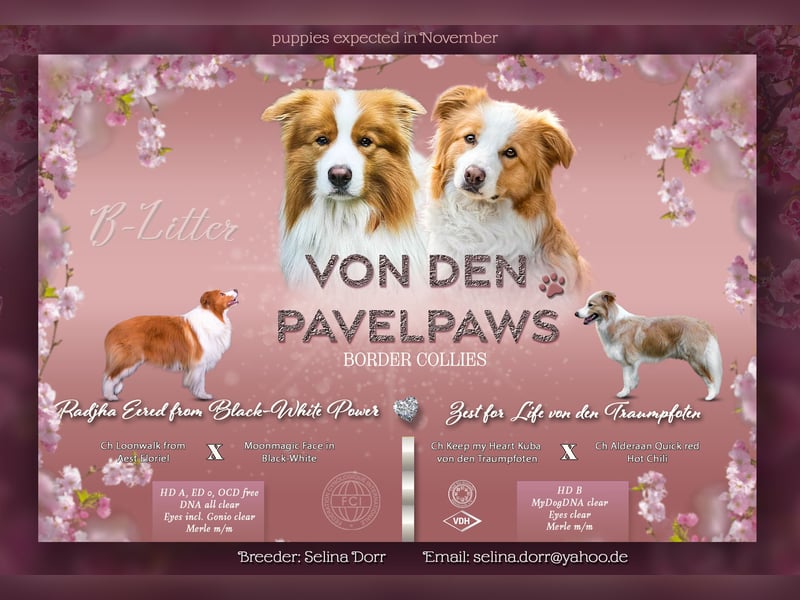 Border Collie Welpen