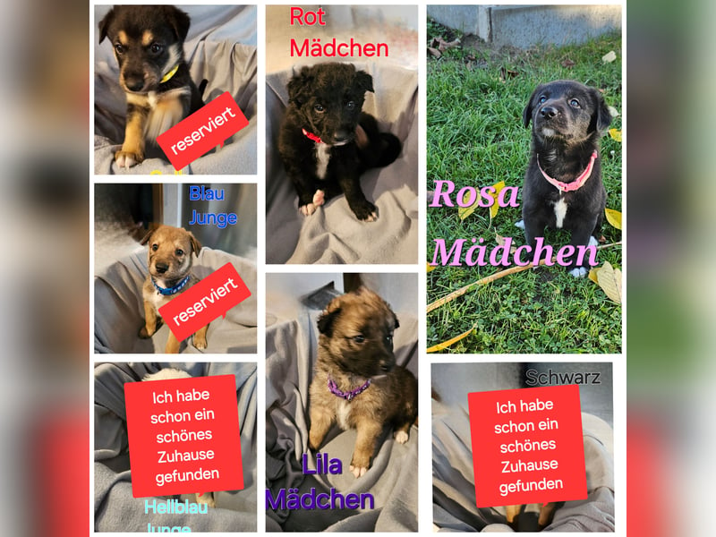 Border Collie/ Malinois Welpen suchen ein liebevolles Zuhause