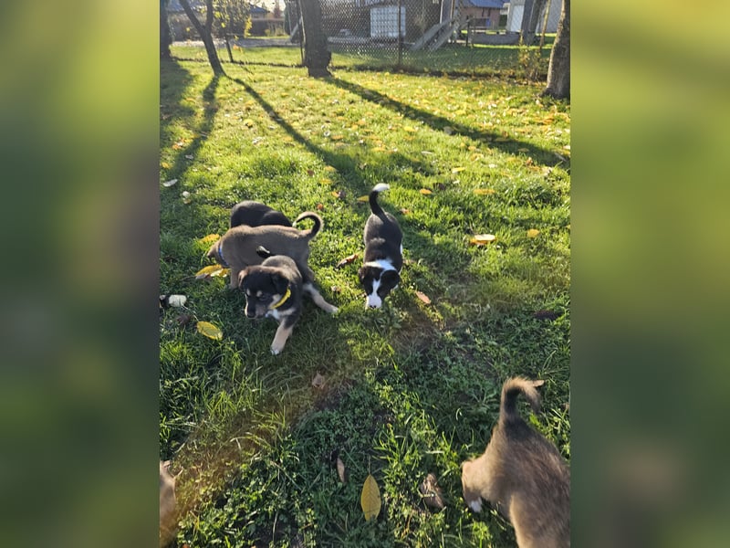 Border Collie/ Malinois Welpen suchen ein liebevolles Zuhause