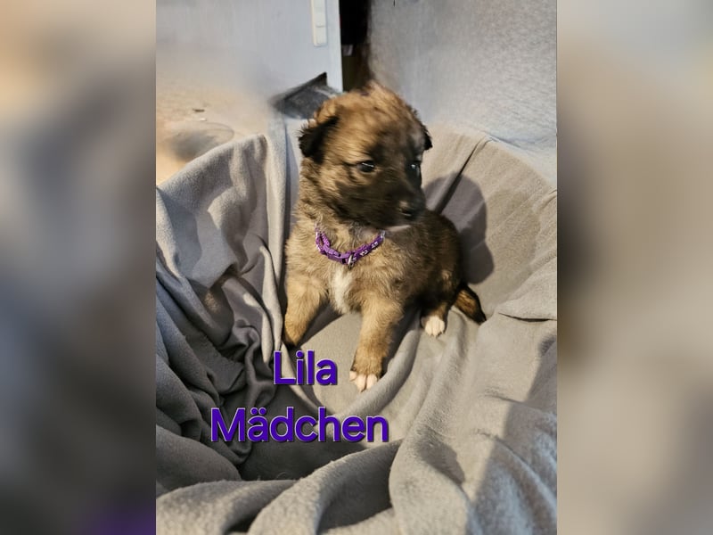 Border Collie/ Malinois Welpen suchen ein liebevolles Zuhause