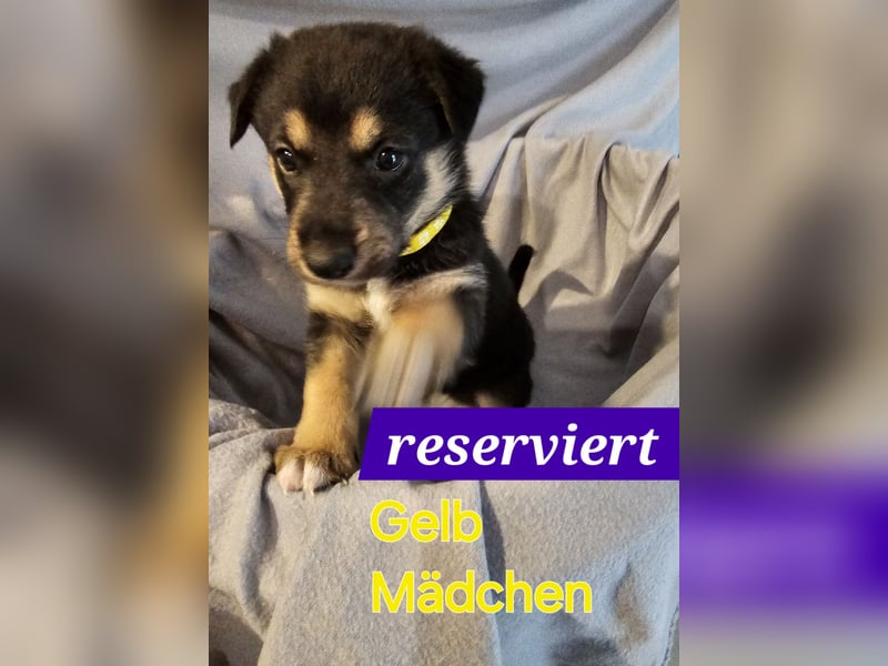 Border Collie/ Malinois Welpen suchen ein liebevolles Zuhause