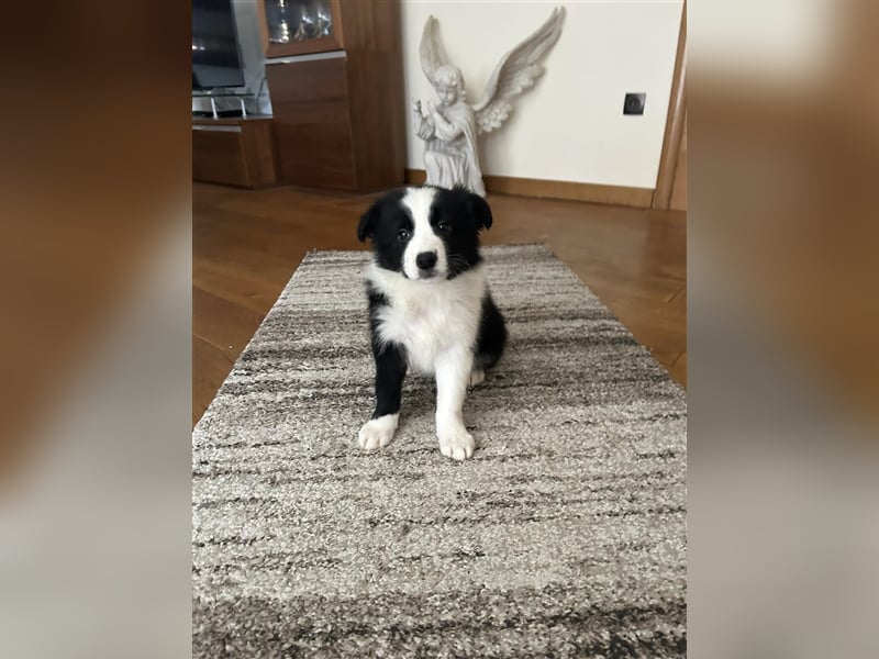 Border Collie Welpe