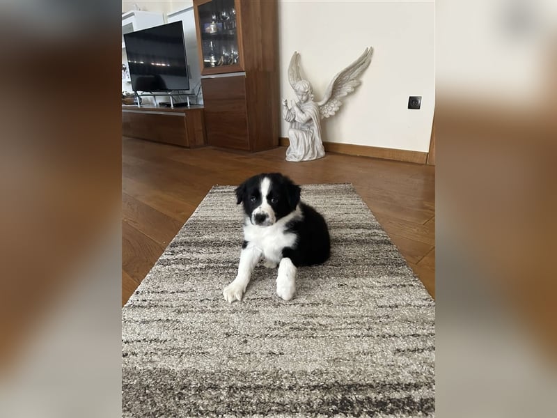 Border Collie Welpe