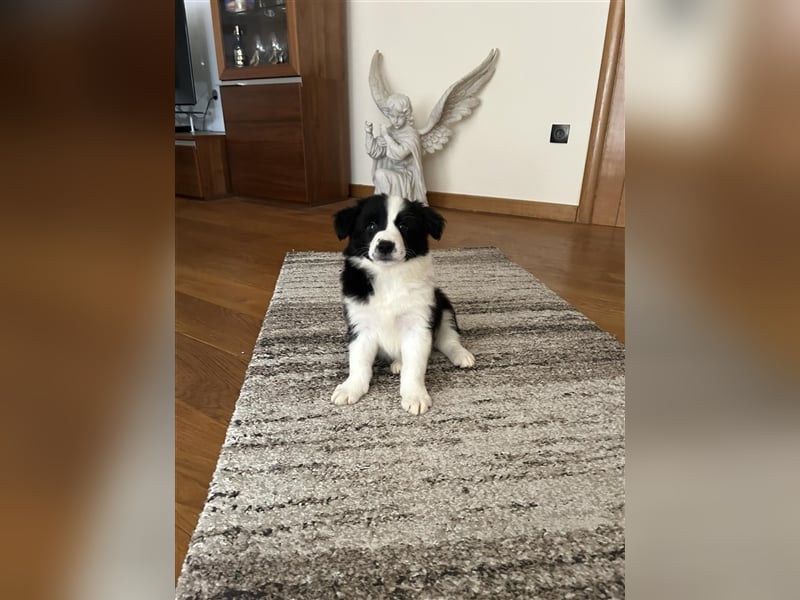 Border Collie Welpe