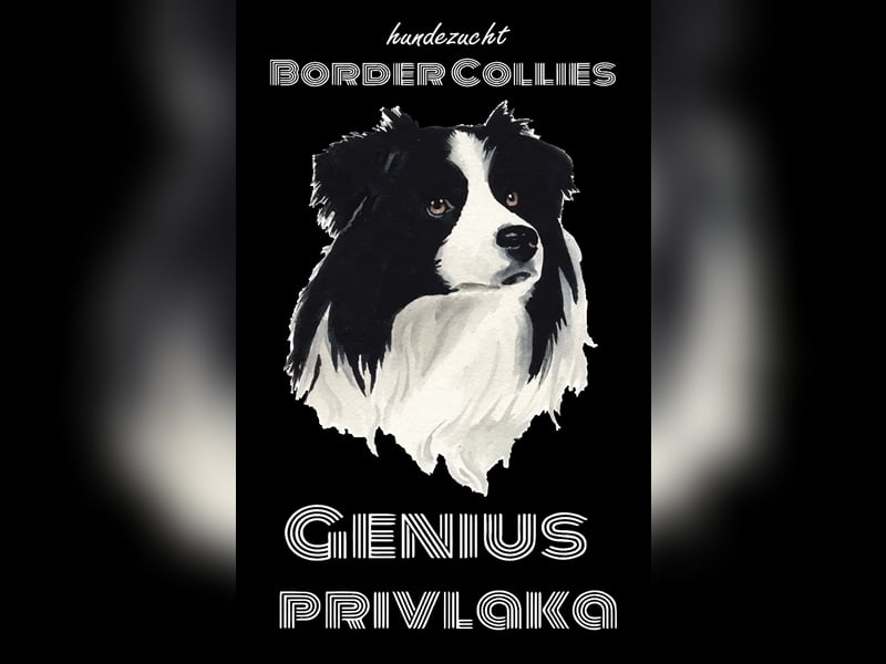 Border Collie Welpe