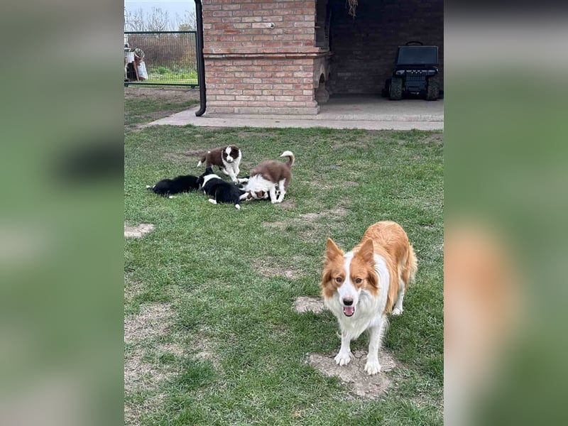 Border Collie Welpe