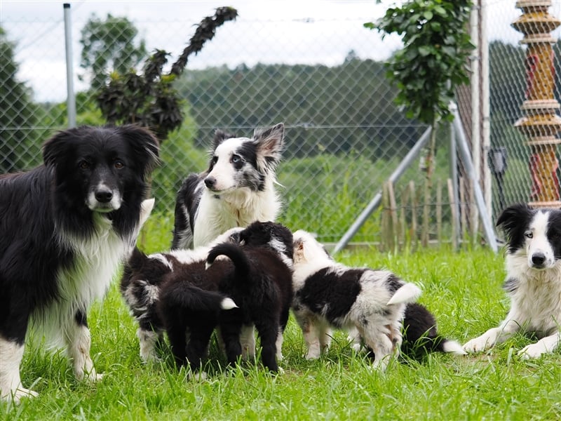 Border Collie Welpen