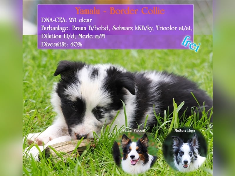 Border Collie Welpen