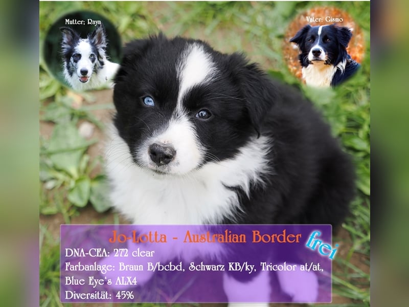 Border Collie Welpen