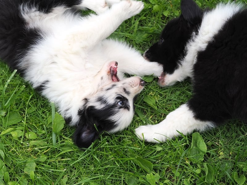 Border Collie Welpen