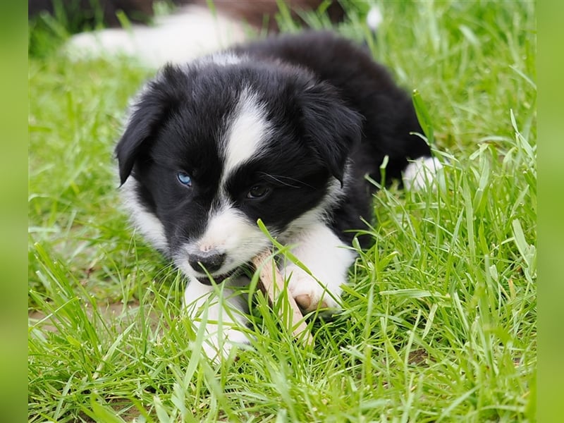 Border Collie Welpen