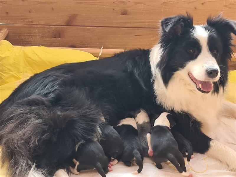 Bordercollie Welpen mit VDH Papieren