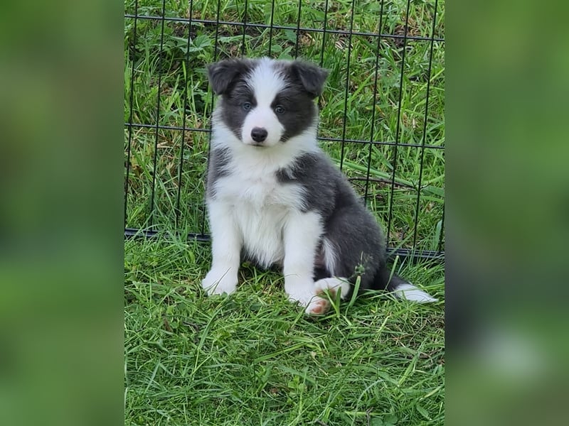 Bordercollie Welpen mit VDH Papieren