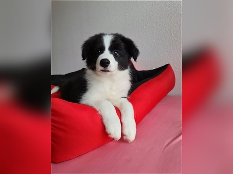 Bordercollie Welpen mit VDH Papieren