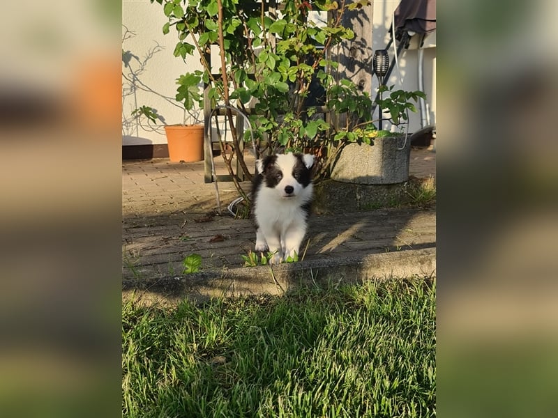 Bordercollie Welpen mit VDH Papieren