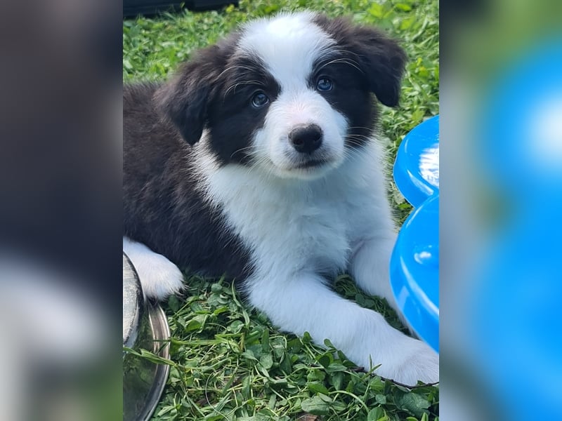 Bordercollie Welpen mit VDH Papieren