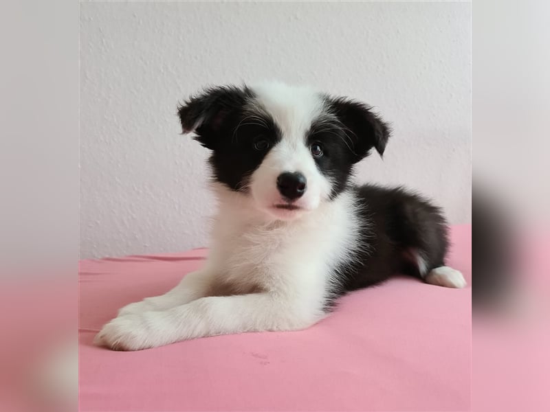 Bordercollie Welpen mit VDH Papieren