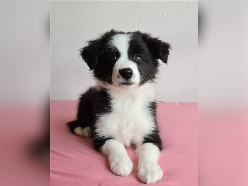 Bordercollie Welpen mit VDH Papieren