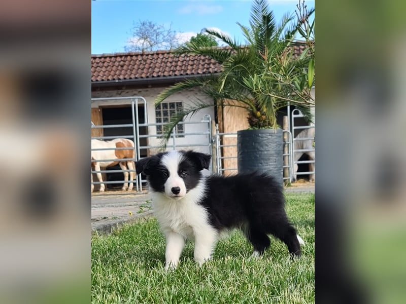 Bordercollie Welpen mit VDH Papieren