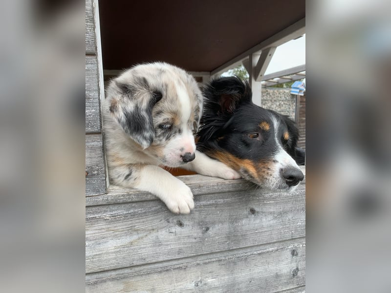 Border Collie - Australian Shepherd Mischlinge
