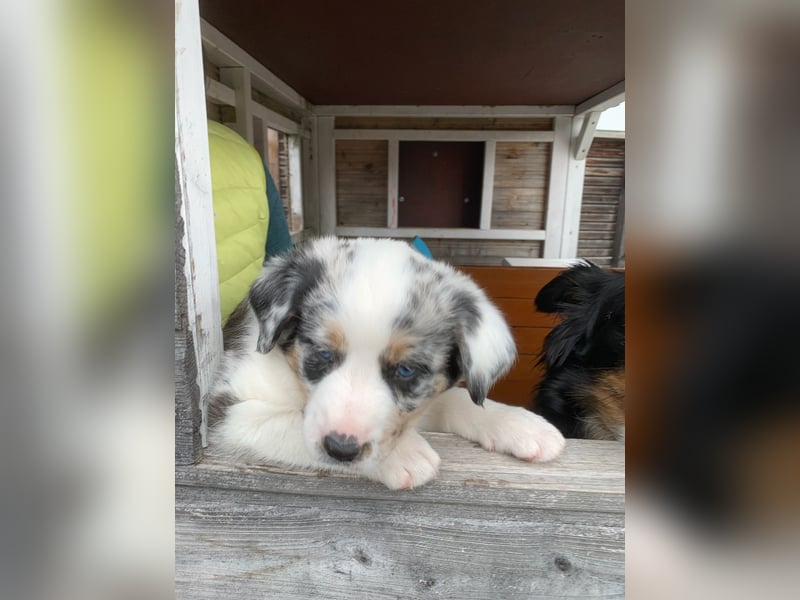 Border Collie - Australian Shepherd Mischlinge