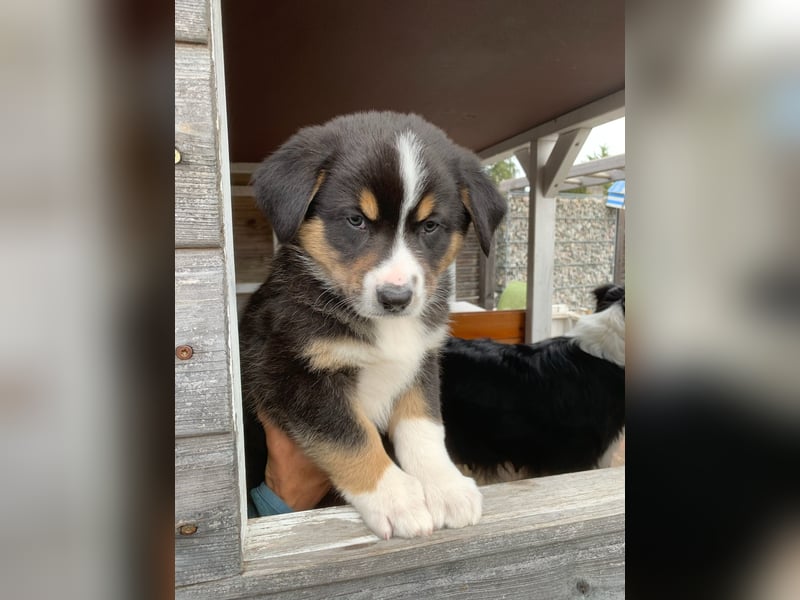 Border Collie - Australian Shepherd Mischlinge