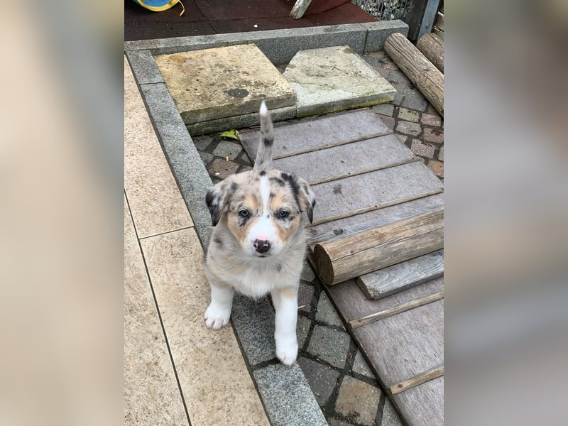 Border Collie - Australian Shepherd Mischlinge