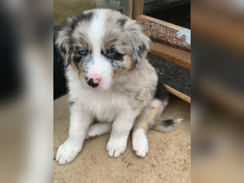 Border Collie - Australian Shepherd Mischlinge