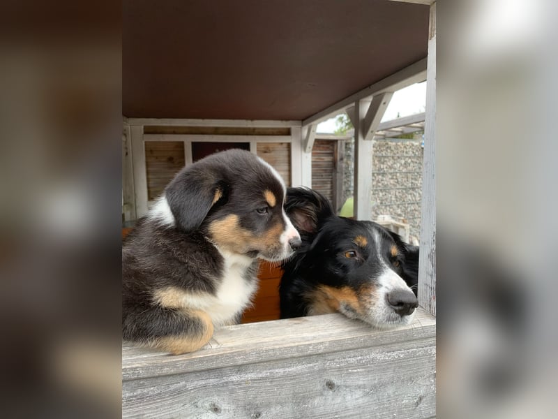Border Collie - Australian Shepherd Mischlinge