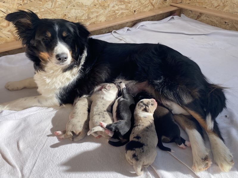 Super hübsche Border Collie - Australian Shepherd Welpen