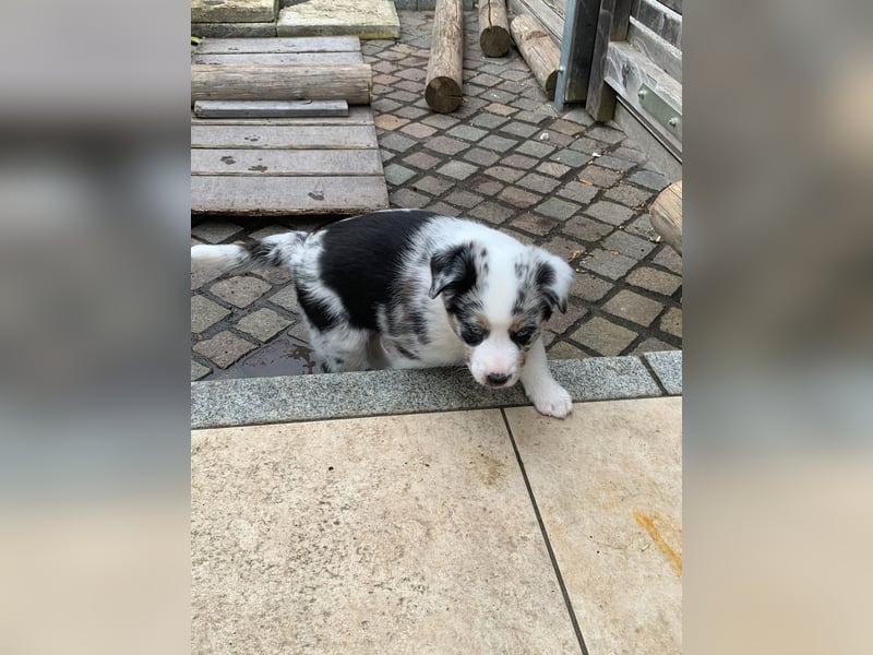 Border Collie - Australian Shepherd Mischlinge
