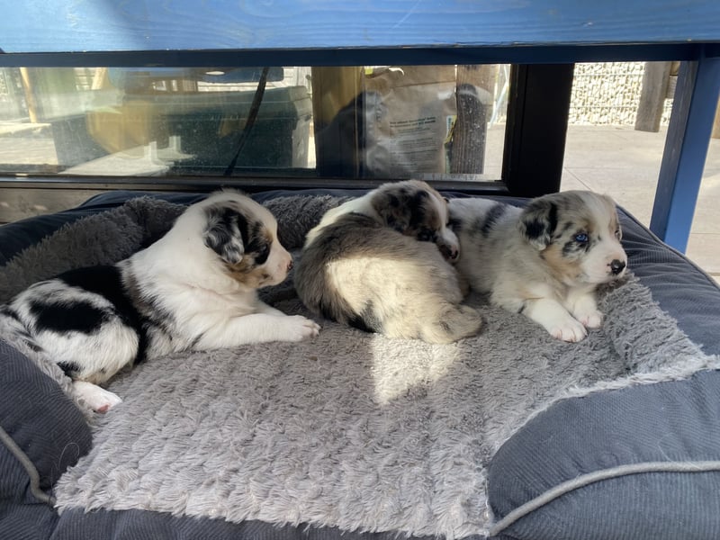 Super hübsche Border Collie - Australian Shepherd Welpen