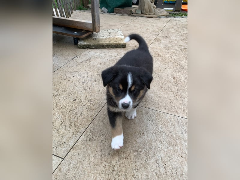 Border Collie - Australian Shepherd Mischlinge