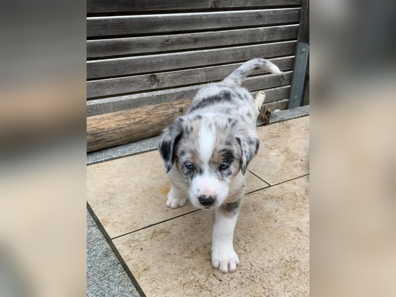 Border Collie - Australian Shepherd Mischlinge