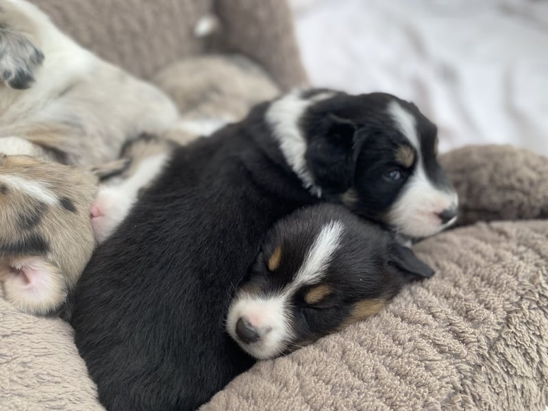 Super hübsche Border Collie - Australian Shepherd Welpen