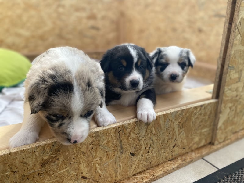 Super hübsche Border Collie - Australian Shepherd Welpen