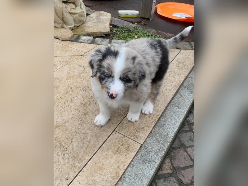 Border Collie - Australian Shepherd Mischlinge