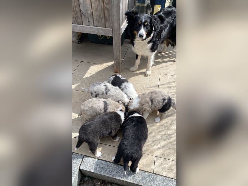 Super hübsche Border Collie - Australian Shepherd Welpen