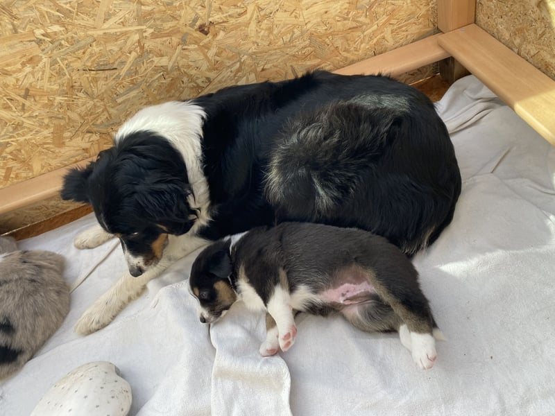 Super hübsche Border Collie - Australian Shepherd Welpen