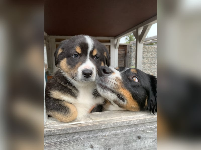 Border Collie - Australian Shepherd Mischlinge