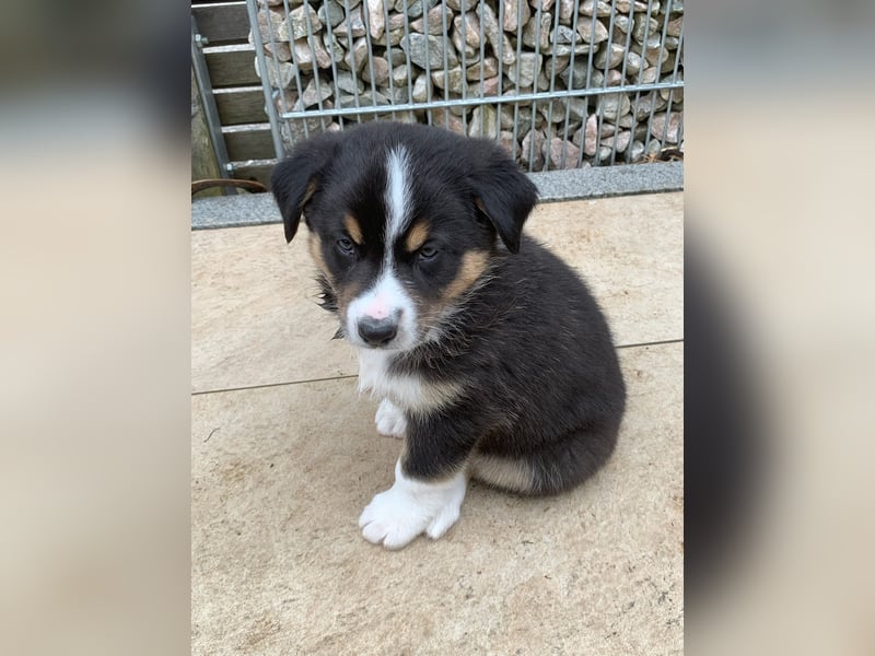Border Collie - Australian Shepherd Mischlinge