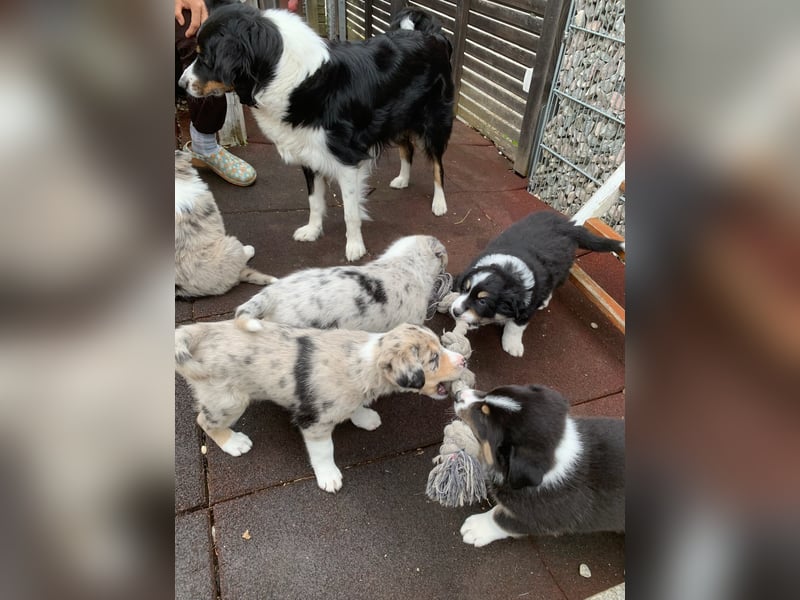 Border Collie - Australian Shepherd Mischlinge