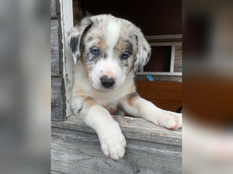Border Collie - Australian Shepherd Mischlinge